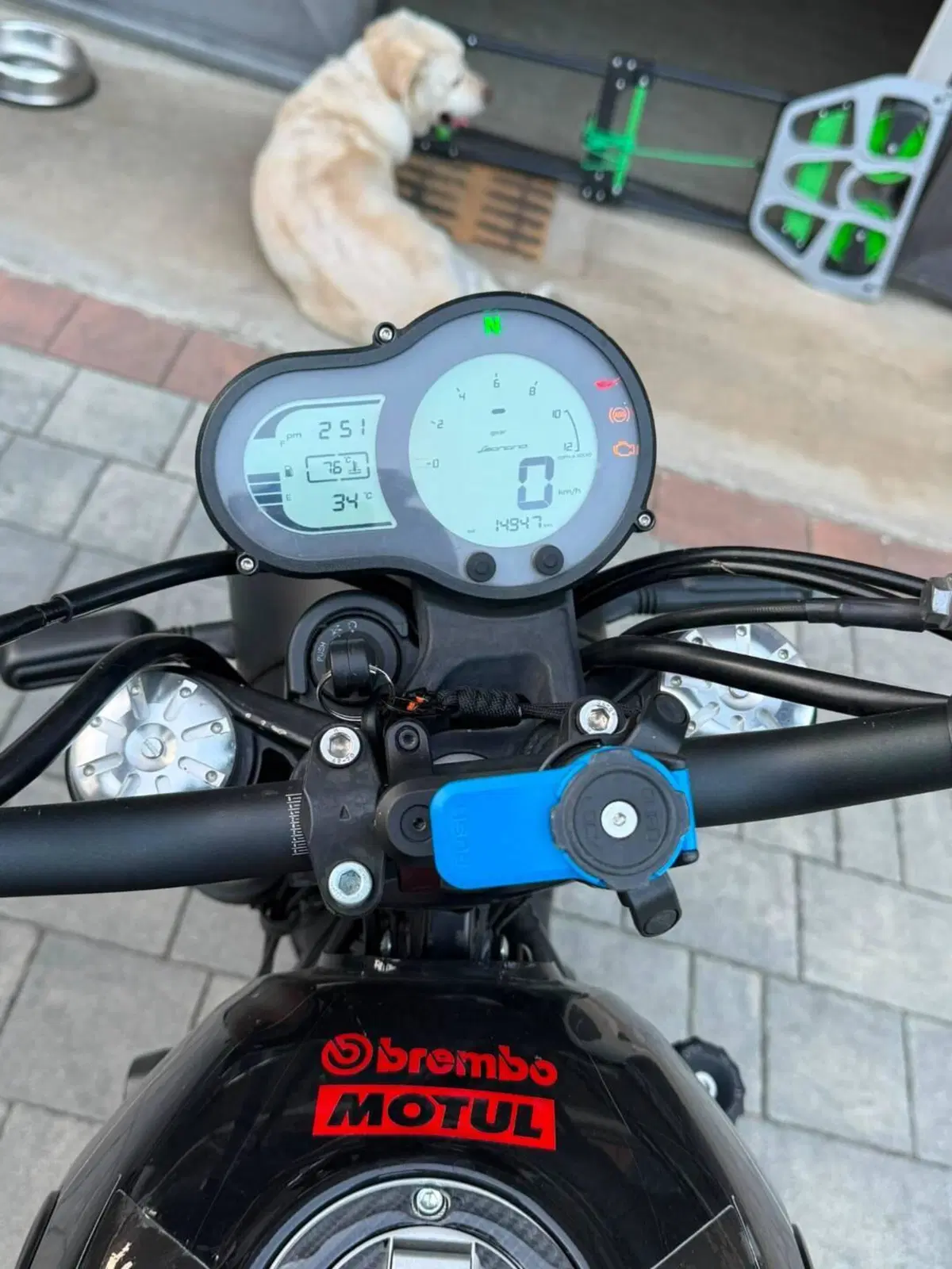 Benelli Leoncino 500 Trail (2021 - 26) (6)