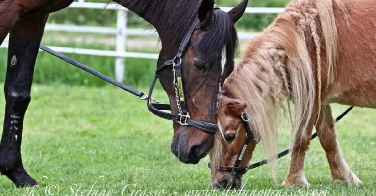 Varenne, che storia! Addio al cavallo con pi&ugrave; cavalli di tutti e che amava Minnie, una pony alta 70 centimetri