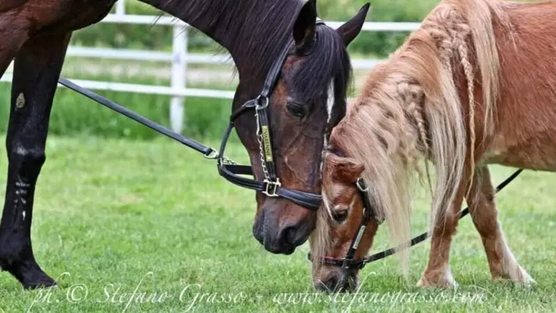 Varenne, che storia! Addio al cavallo con pi&ugrave; cavalli di tutti e che amava Minnie, una pony alta 70 centimetri