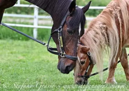 Varenne, che storia! Addio al cavallo con più cavalli di tutti e che amava Minnie, una pony alta 70 centimetri