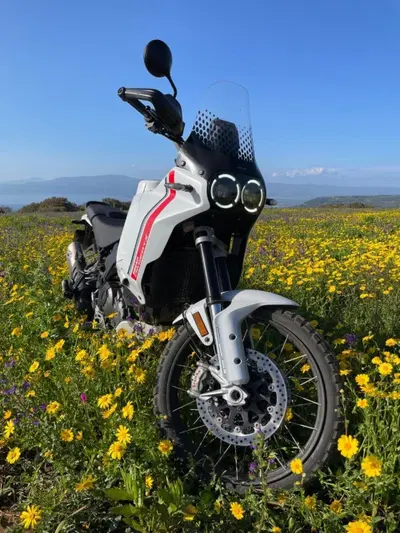 Ducati DesertX (2022 - 25) usata