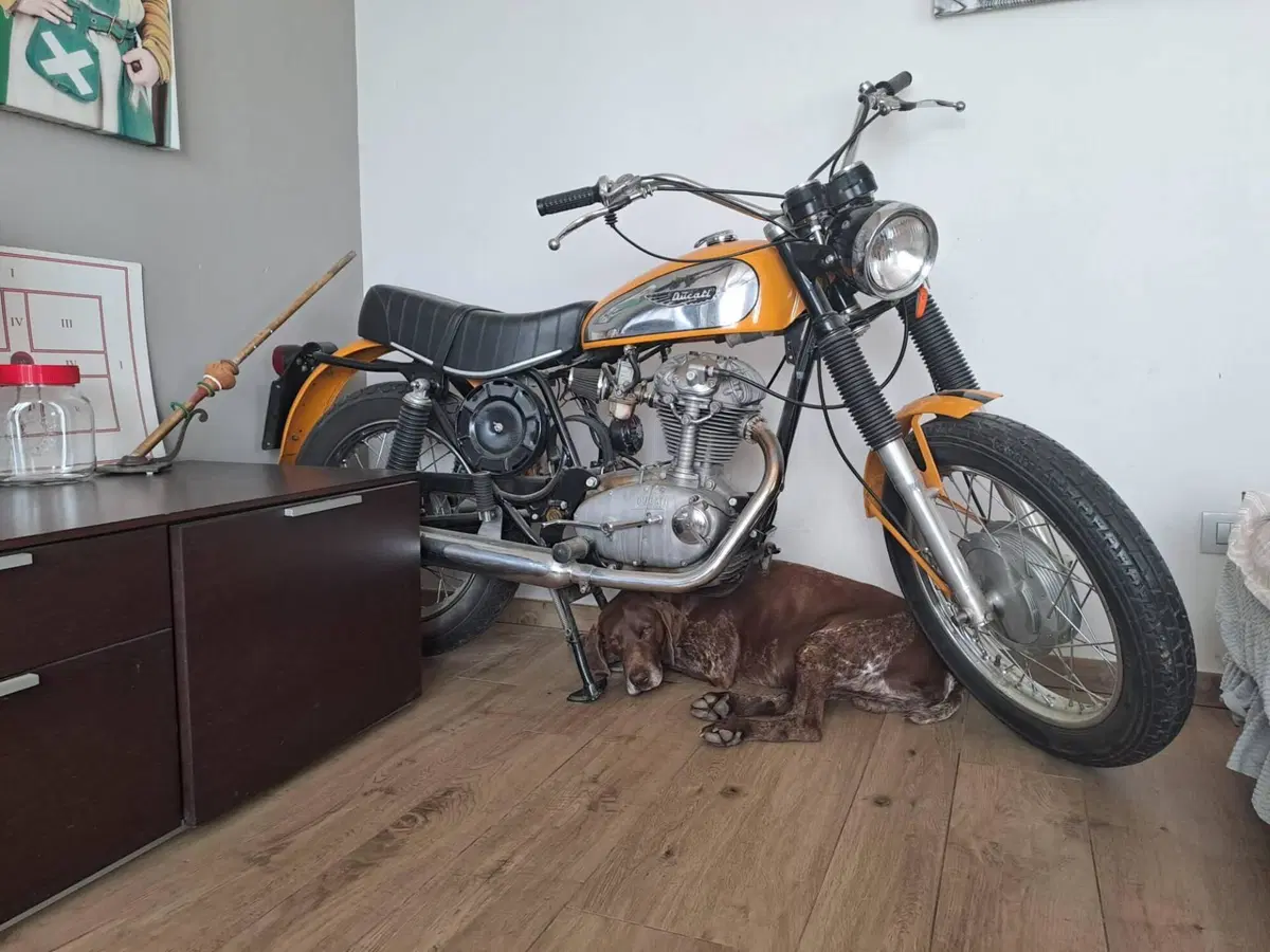 Ducati scrambler  250
