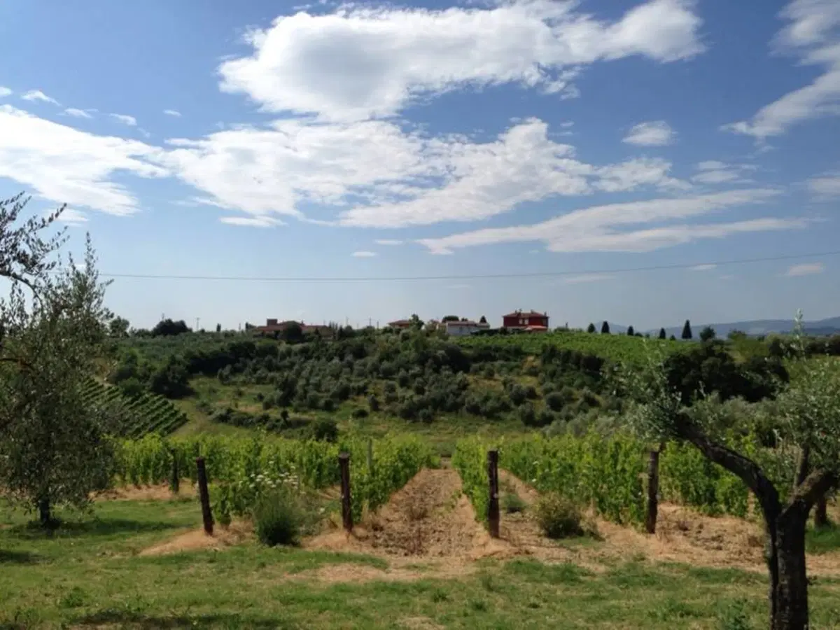 In viaggio con Camilla: Montepulciano, Castiglione del Lago, Assisi (4)