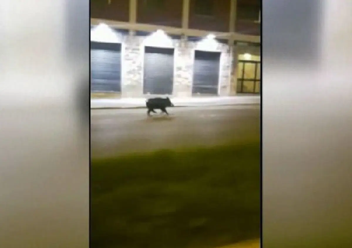 Roma, scooter contro cinghiale: il centauro muore