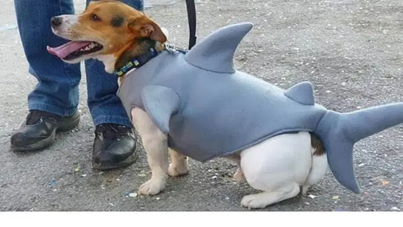 Tucane Urbane, le copertine per cani: Pesce d'aprile!