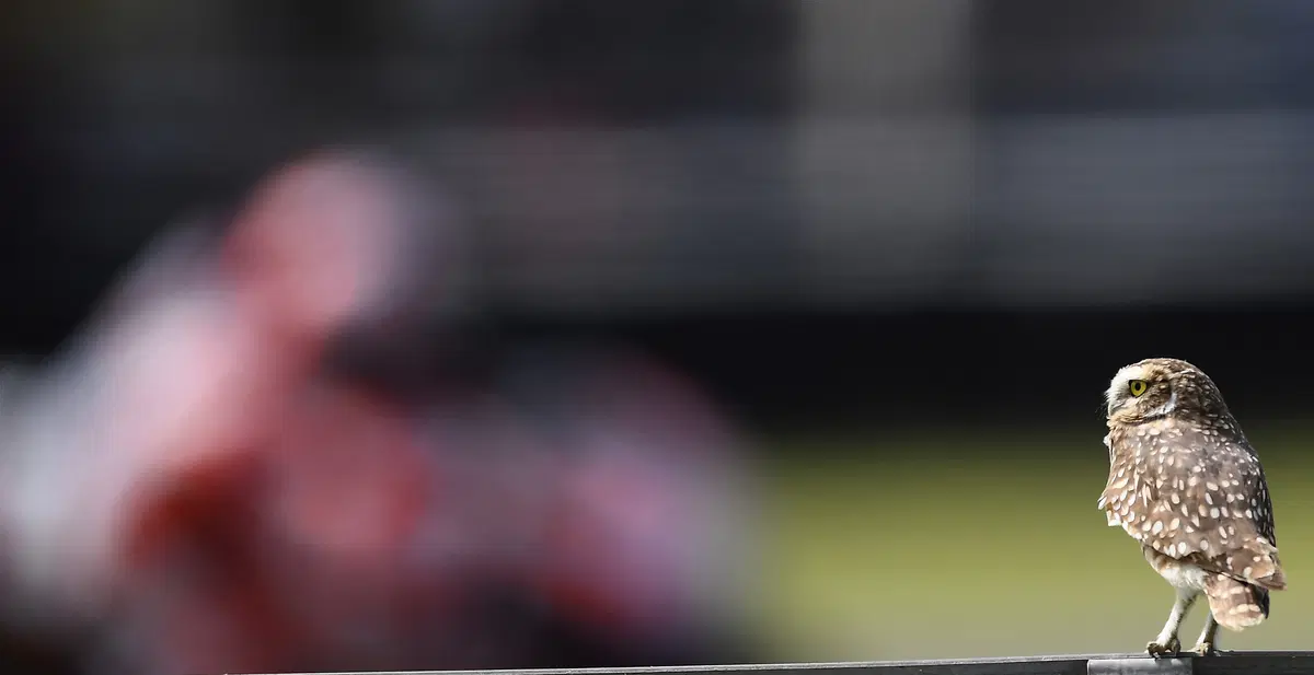 Gallery MotoGP 2017. Gli scatti più belli del GP d'Argentina (31)