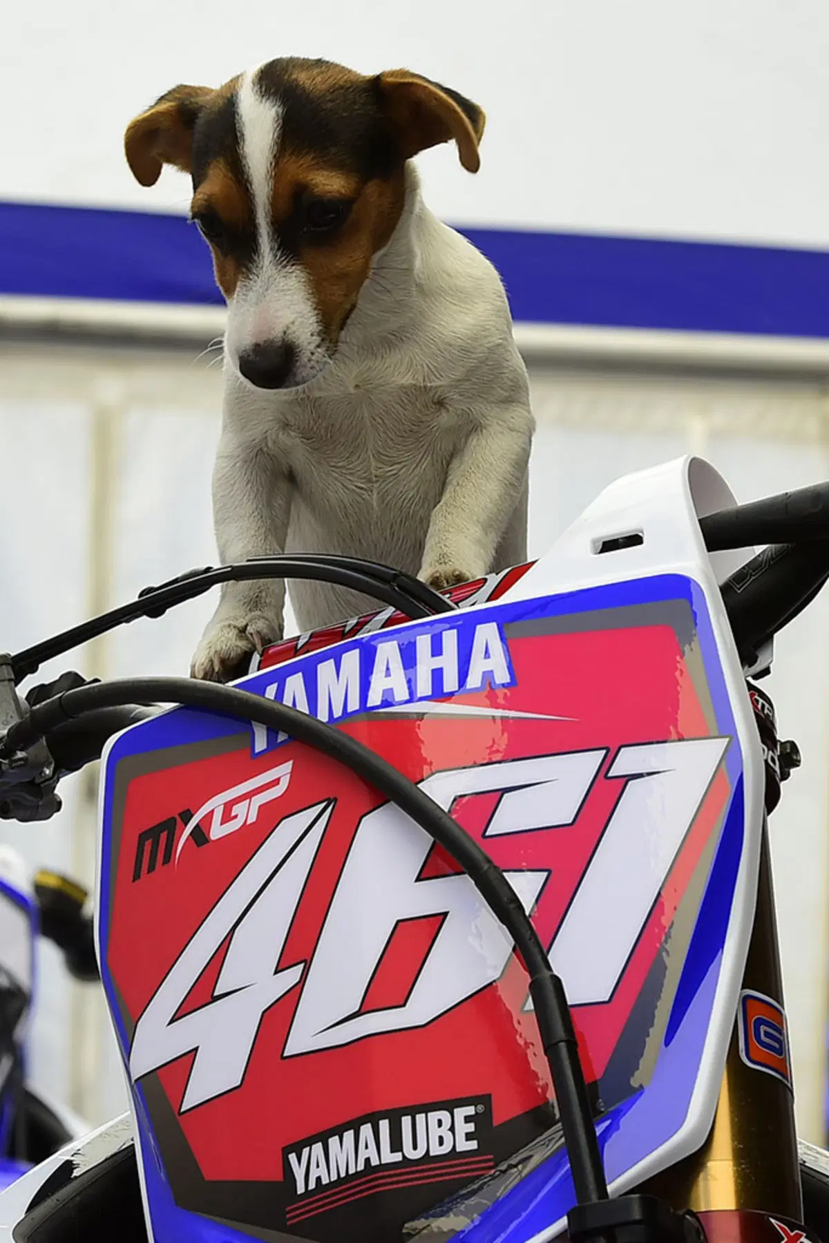 MXGP 2015. Le foto più belle del GP del Belgio (7)